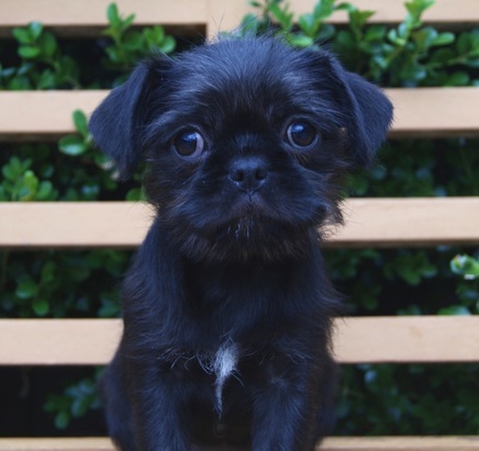 pug mixed with maltese