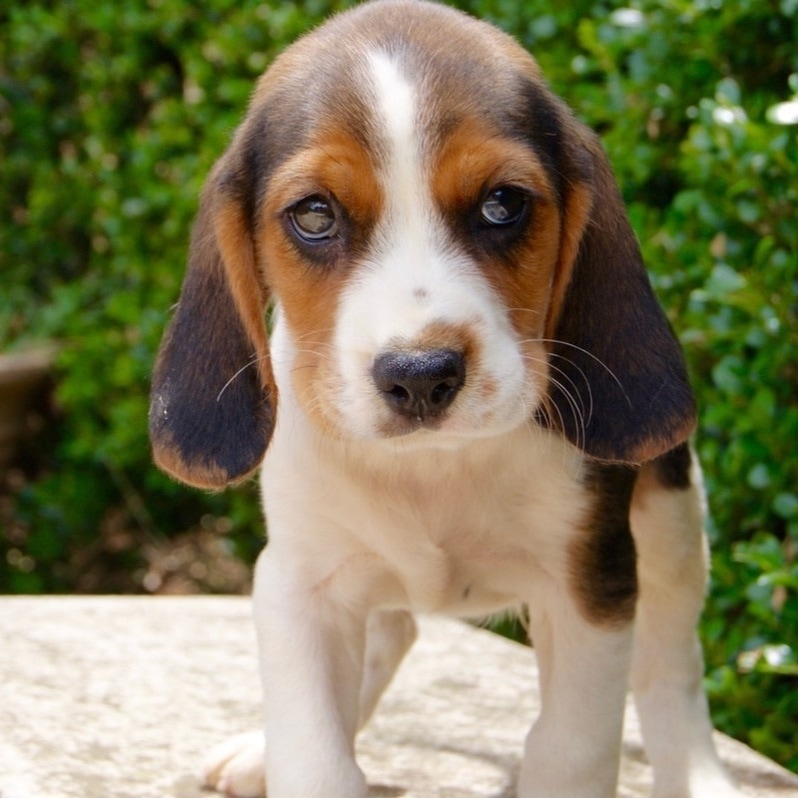 beagle x poodle puppies
