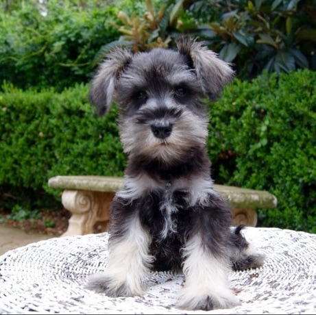 toy schnauzer puppies for sale