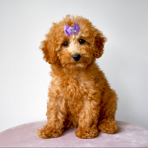 light brown miniature poodle