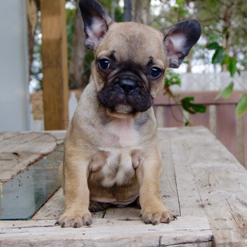 French Bulldog Pug Mix Puppies For Sale Near Me : In the near future ...